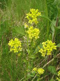Attēlu rezultāti vaicājumam “Barbarea vulgaris subsp. arcuata fruit”