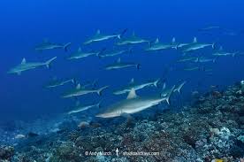 Image result for Carcharhinus amblyrhynchos