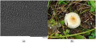 Attēlu rezultāti vaicājumam “Psilocybe sp.”