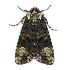 Attēlu rezultāti vaicājumam “Craniophora ligustri”