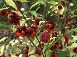 Attēlu rezultāti vaicājumam “Euonymus fruit”