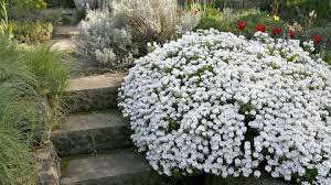 Image result for Schleifenblume