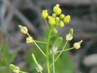 Attēlu rezultāti vaicājumam “Draba nemorosa fruit”