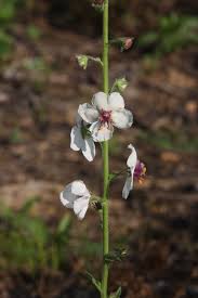 Image result for Verbascum blattaria