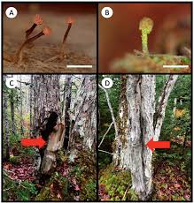 Attēlu rezultāti vaicājumam “Chaenotheca brachypoda”