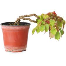 Image result for parthenocissus bonsai