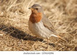 Image result for Turdus ruficollis