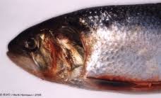 Image result for Alosa chrysochloris