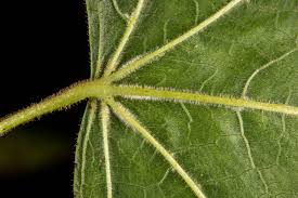 Attēlu rezultāti vaicājumam “Tilia x vulgaris”