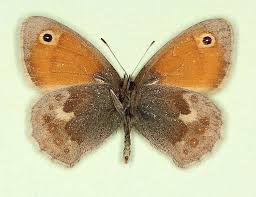 Attēlu rezultāti vaicājumam “Coenonympha pamphilus”