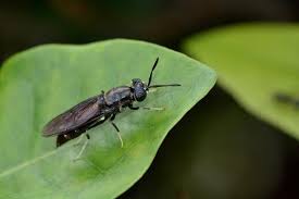 Image result for insect poop