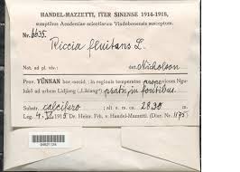 Attēlu rezultāti vaicājumam “Riccia canaliculata”