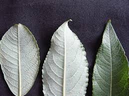 Attēlu rezultāti vaicājumam “Salix cinerea leaf”