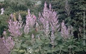 Image result for Salvia sclarea
