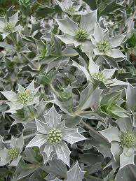 Attēlu rezultāti vaicājumam “Eryngium maritimum leaf”