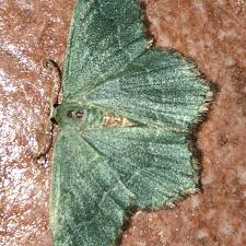 Attēlu rezultāti vaicājumam “Hemithea aestivaria”