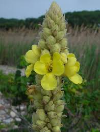 Attēlu rezultāti vaicājumam “Verbascum thapsus flower”