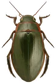 Attēlu rezultāti vaicājumam “Dytiscus marginalis”