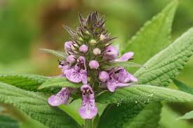 Attēlu rezultāti vaicājumam “Stachys palustris flower”