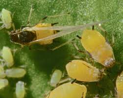 Attēlu rezultāti vaicājumam “Celastrus flagellaris”