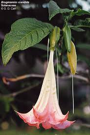 Attēlu rezultāti vaicājumam “Solanaceae”