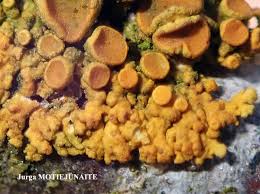 Attēlu rezultāti vaicājumam “Xanthoria polycarpa”