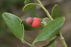 Attēlu rezultāti vaicājumam “Eriophorum latifolium fruit”