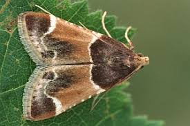 Attēlu rezultāti vaicājumam “Pyralis farinalis”