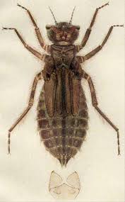 Attēlu rezultāti vaicājumam “Libellula depressa”