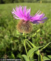 Attēlu rezultāti vaicājumam “Centaurea phrygia flower”