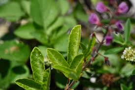 Attēlu rezultāti vaicājumam “Trichia flavicoma stalked”