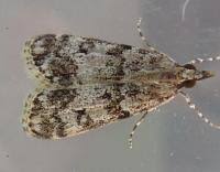 Attēlu rezultāti vaicājumam “Eudonia lacustrata”