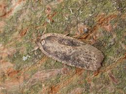Attēlu rezultāti vaicājumam “Agonopterix ciliella”