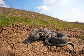 Attēlu rezultāti vaicājumam “Natrix natrix adult”