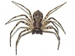 Attēlu rezultāti vaicājumam “Philodromus margaritatus”