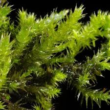 Attēlu rezultāti vaicājumam “Antitrichia curtipendula macro”