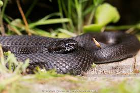 Attēlu rezultāti vaicājumam “Vipera berus adult”