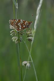 Attēlu rezultāti vaicājumam “Boloria dia”