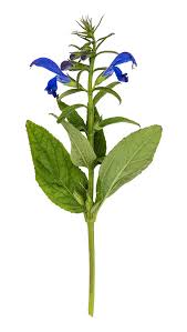 Image result for Salvie