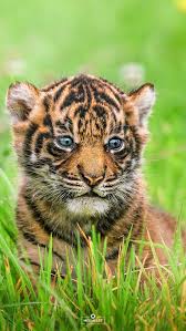 Attēlu rezultāti vaicājumam “Diderma tigrinum young”