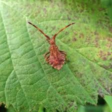 Attēlu rezultāti vaicājumam “Coreus marginatus nymph”