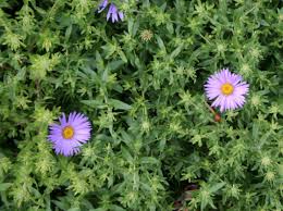 Image result for Aster