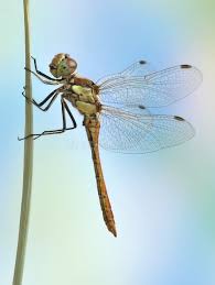 Attēlu rezultāti vaicājumam “Sympetrum vulgatum”