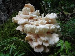 Attēlu rezultāti vaicājumam “Hericium cirrhatum”