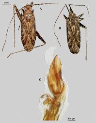 Attēlu rezultāti vaicājumam “Phytocoris sp.”