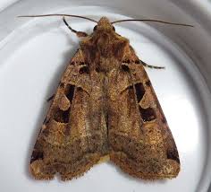 Attēlu rezultāti vaicājumam “Xestia triangulum”