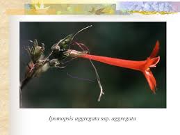 Attēlu rezultāti vaicājumam “Polemoniaceae”