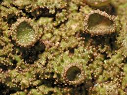 Attēlu rezultāti vaicājumam “Melanohalea exasperata”