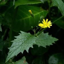 Attēlu rezultāti vaicājumam “Lapsana communis flower”