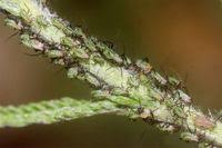 Attēlu rezultāti vaicājumam “Macrosiphoniella millefolii”